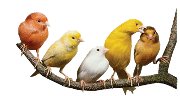 What Do Canaries Eat & Canaries As Pets, Canary Food