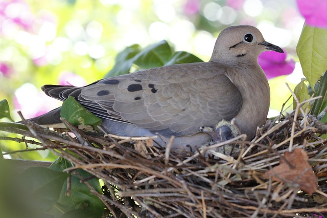 dove bird nest